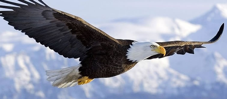 Identify this bird.