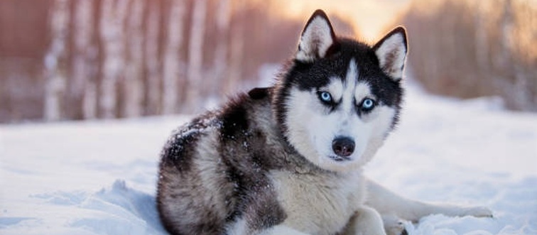 Which dog breed, famous for its striking blue or mismatched eyes, thick winter coat, and wolf-like silhouette, was originally bred to pull sleds across Siberia?